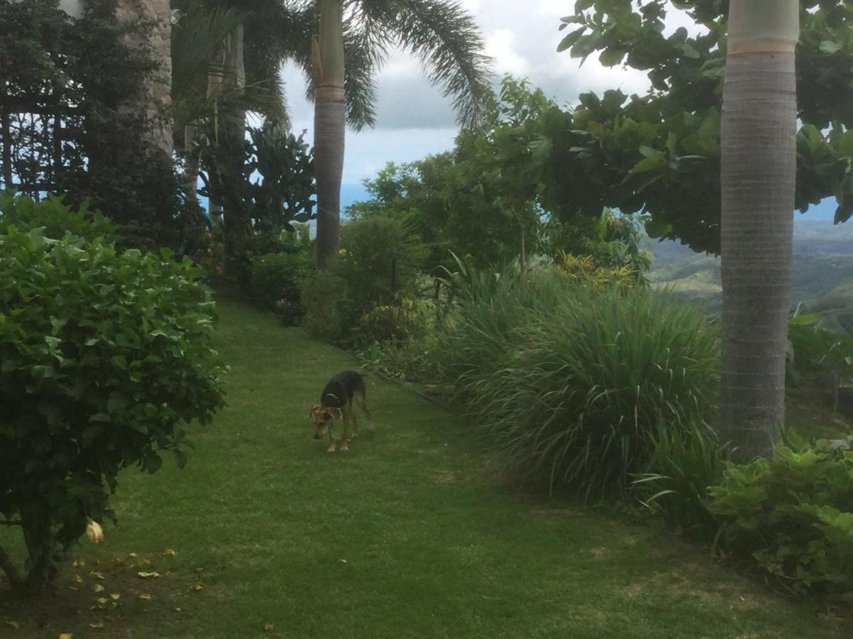 Hawk's Nest Bed&Breakfast La Laguna de San Carlos Exterior foto